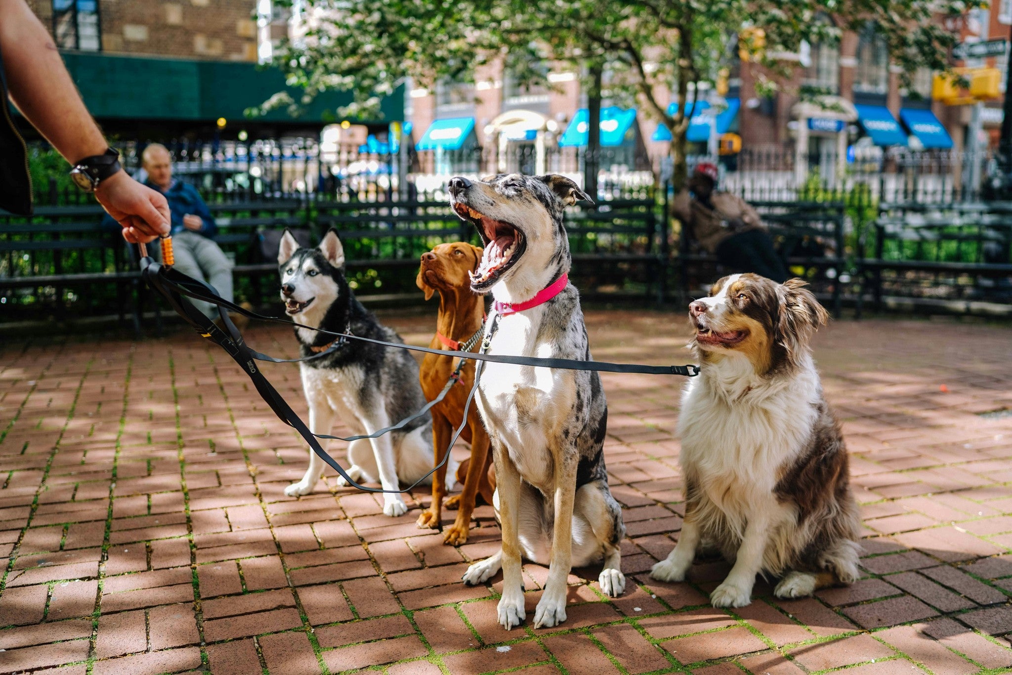 Hey There, Pet Lovers!